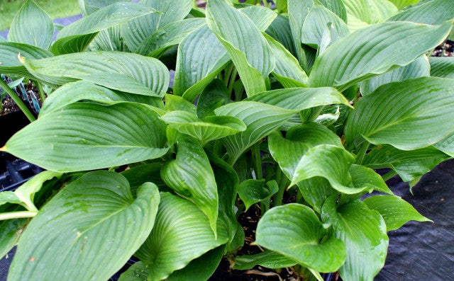 'Kingsize' Hosta From NH Hostas