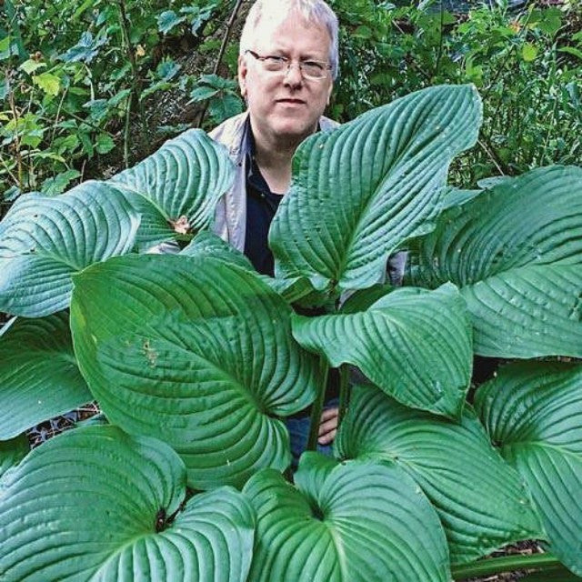 'Kingsize' Hosta Courtesy of Danny Van Eechaute