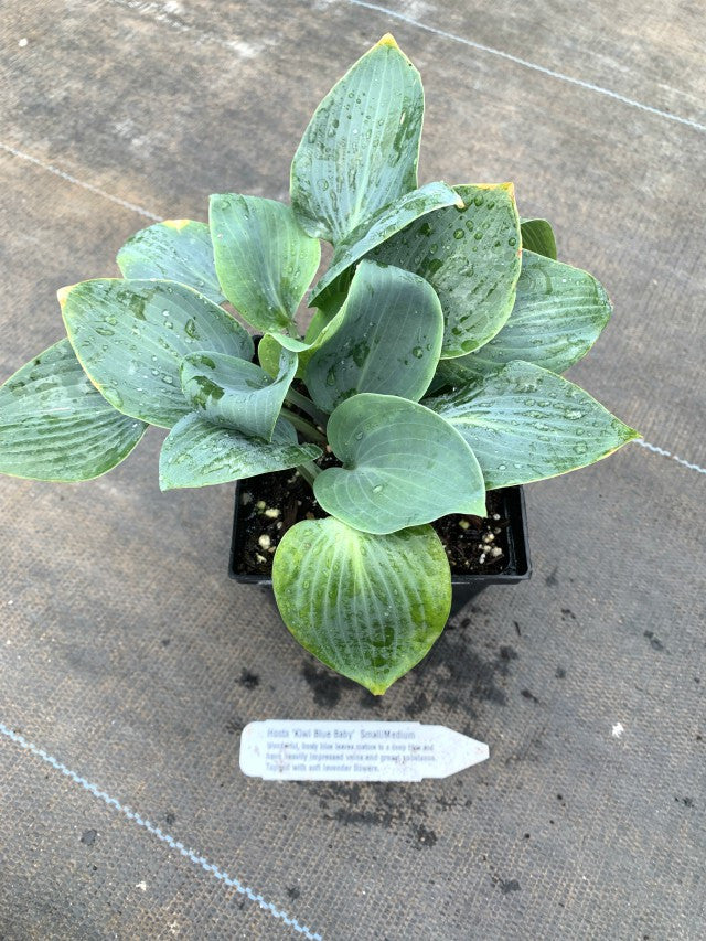 Hosta 'Kiwi Blue Baby' From NH Hostas