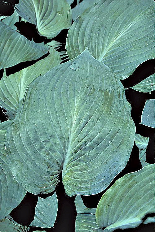 'Kiwi Skyscraper' Hosta