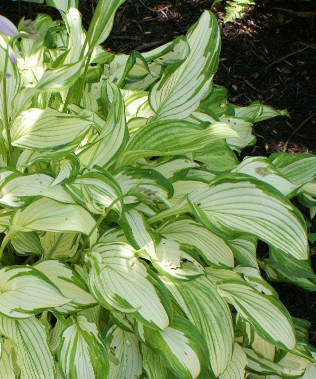 'Kiwi Spearmint' Hosta From NH Hostas