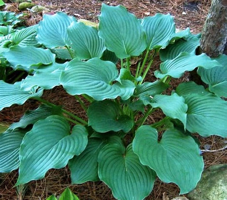 'Komodo Dragon' Hosta