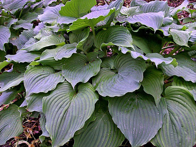 'Komodo Dragon' Hosta Courtesy of Walters Gardens