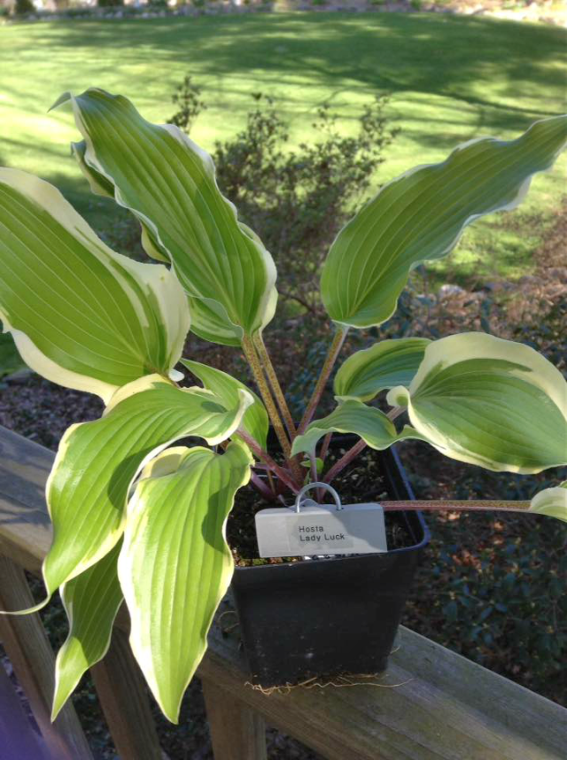 'Lady Luck' Hosta Courtesy of Sherri Brown