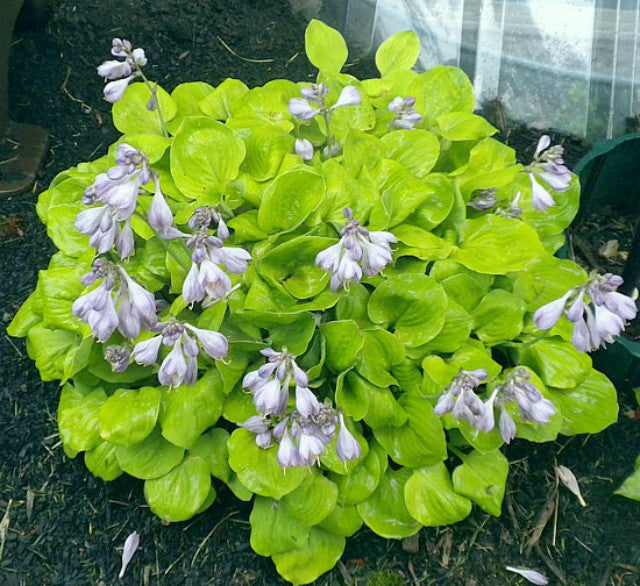 'Ladybug' Hosta Courtesy of Dick Ward
