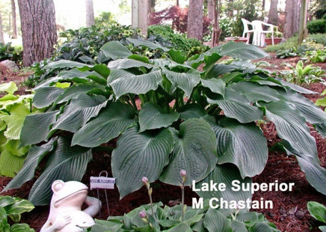 Hosta 'Lake Superior' Courtesy of Mary Chastain