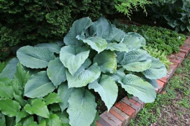 Hosta 'Lake Superior' Courtesy of the Hosta Library