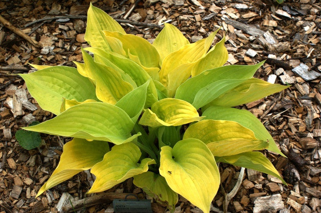 'Lakeside Contender' Hosta