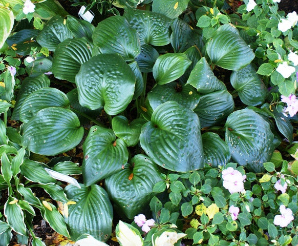 'Lakeside Iron Man' Hosta From NH Hostas