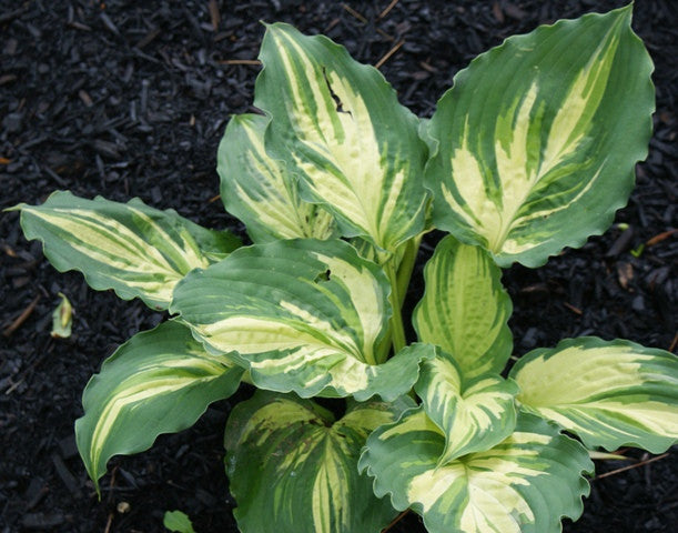 'Lakeside Paisley Print' Hosta From NH Hostas