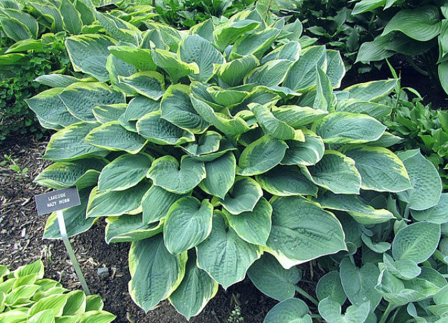 Hosta 'Lakeside Hazy Morn' Courtesy of Carol Brashear
