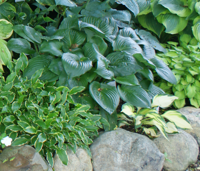 'Lakeside Iron Man' Hosta From NH Hostas