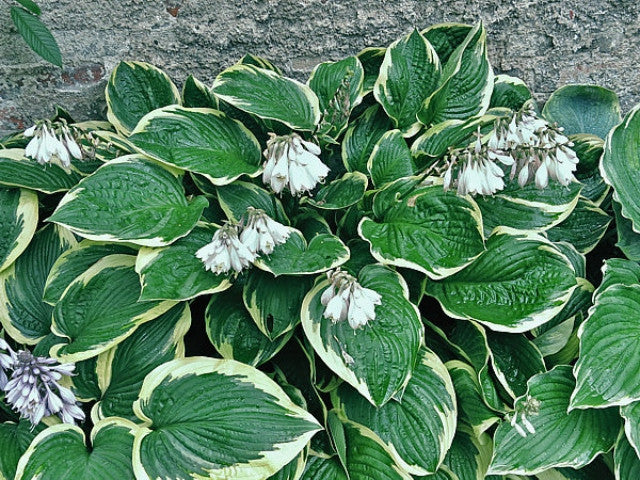 Hosta 'Lakeside Jazzy Jane' Courtesy of Vladimir Mirka and the Hosta Library