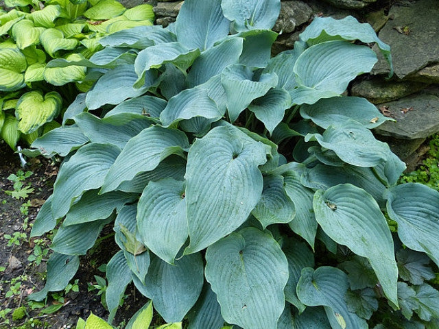 Hosta 'Lakeside Lagoon' Courtesy of Gayle Hartley Alley and the Hosta Library