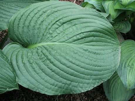 Hosta 'Lakeside Maverick' Courtesy of Carol Brashear and the Hosta Library