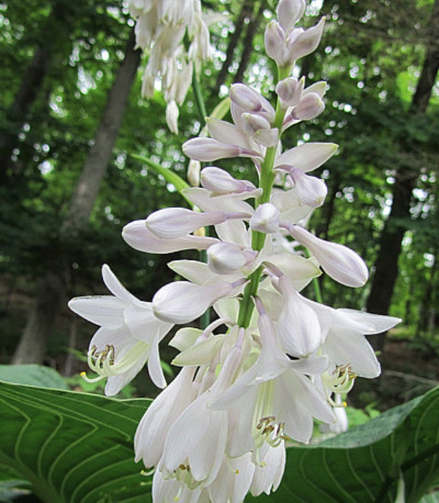 Hosta 'Lakeside Maverick' Courtesy of Carol Brashear and the Hosta Library