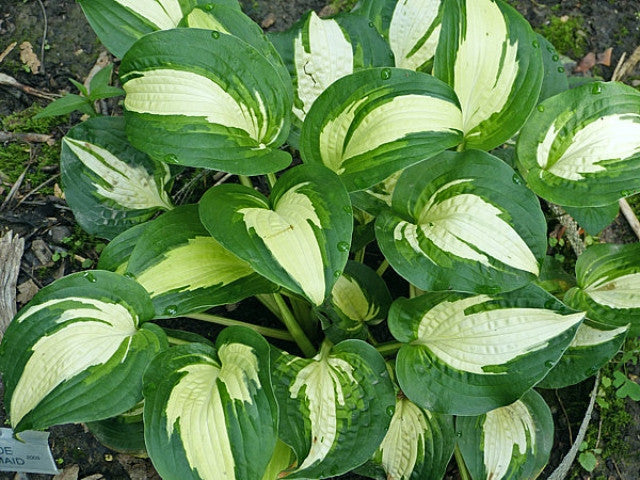 Hosta 'Lakeside Meter Maid' Courtesy of the Hosta Library