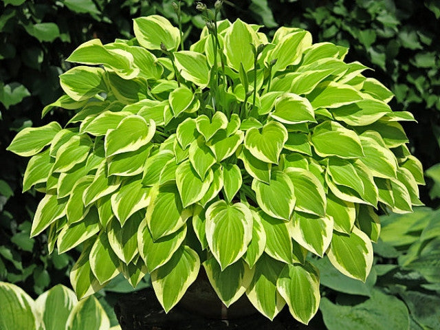 Hosta 'Lakeside Ninita' Courtesy of the Hosta Library