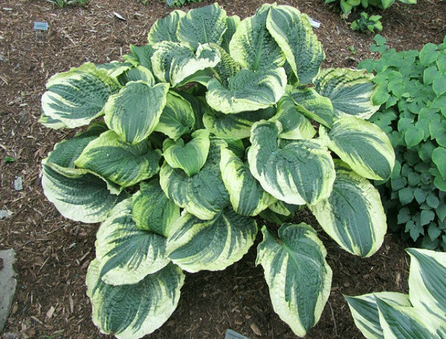 'Lakeside Prophecy Fulfilled' Hosta Courtesy of Carol Brashear