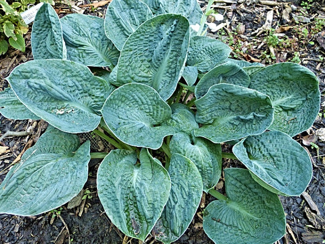 Hosta 'Lakeside Sapphire Pleats' Courtesy of Gayle Hartley Alley and the Hosta Library