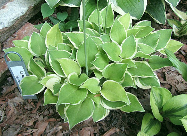 Hosta 'Lakeside Scamp' Courtesy of Carol Brashear and The Hosta Library