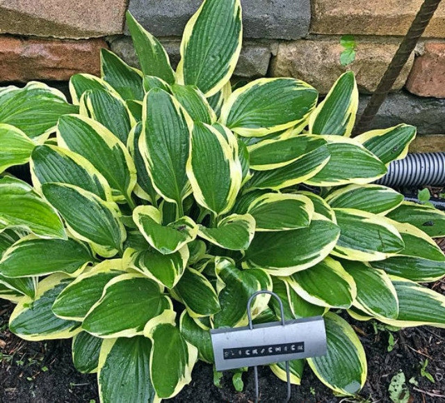 Hosta 'Lakeside Slick Chick' (Spring Color) Courtesy of the Hosta Library