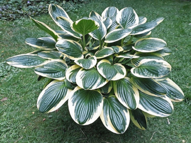 Hosta 'Lakeside Slick Chick' (Summer Color) Courtesy of the Hosta Library