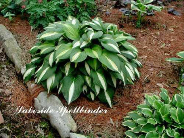 'Lakeside Spellbinder' Hosta Courtesy of Mary Chastain