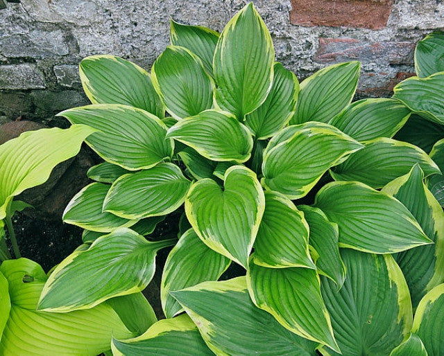 Hosta 'Lakeside Zesty Zeno' Courtesy of Vladimir Mirka and the Hosta Library
