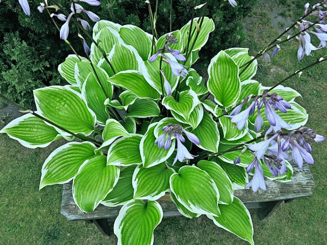 Hosta 'Lakeside Zesty Zeno' Courtesy of Vladimir Mirka and the Hosta Library