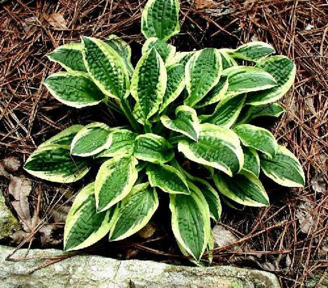 Hosta 'Lakeside Dimpled Darling' Courtesy of Mary Chastain