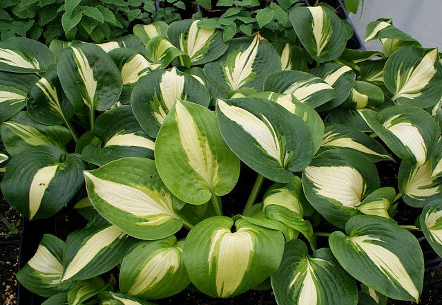 'Lakeside Meter Maid' Hosta From NH Hostas