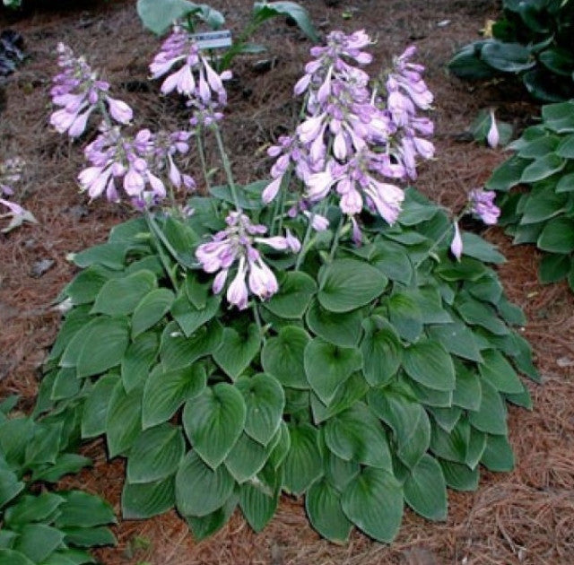 Hosta 'Lakeside Neat Petite' Courtesy of Mary Chastain