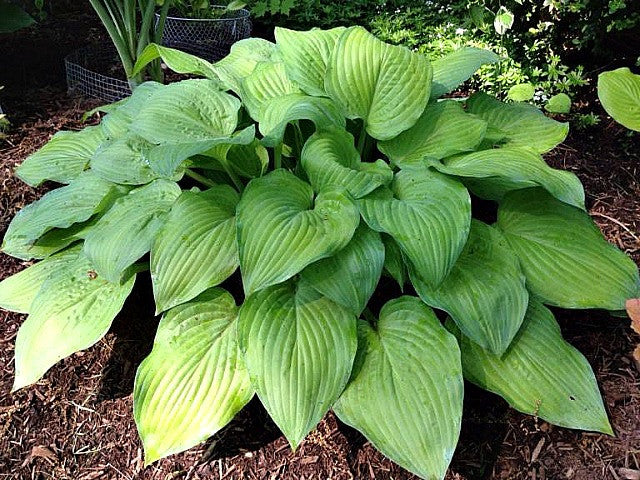 'Laura Lanier' Hosta Courtesy of Kathie Sisson