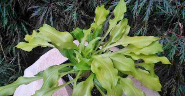 'Lemon Love Note' Hosta Courtesy of Naylor Creek