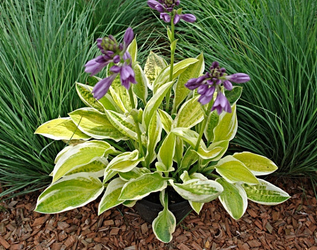 Hosta 'Lemon Candy' Courtesy of Danny Van Eechaute and the Hosta Library