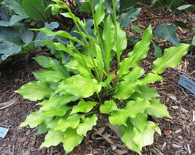 'Lemon Love Note' Hosta Courtesy of Carol Brashear