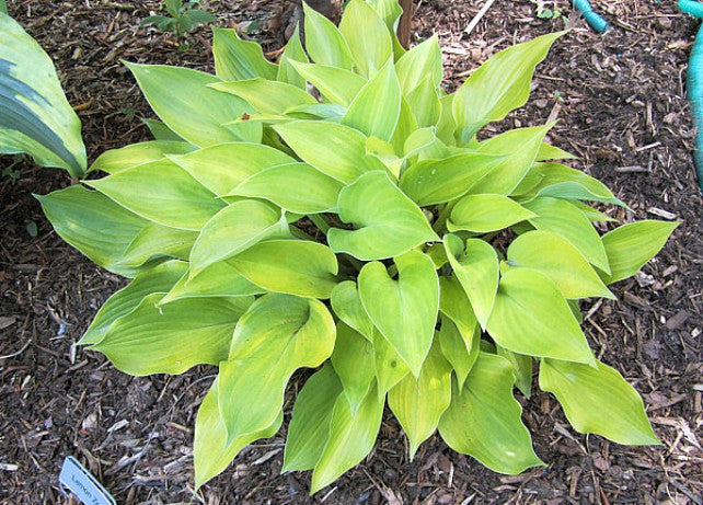 'Lemon Zest' Hosta Courtesy of Carol Brashear