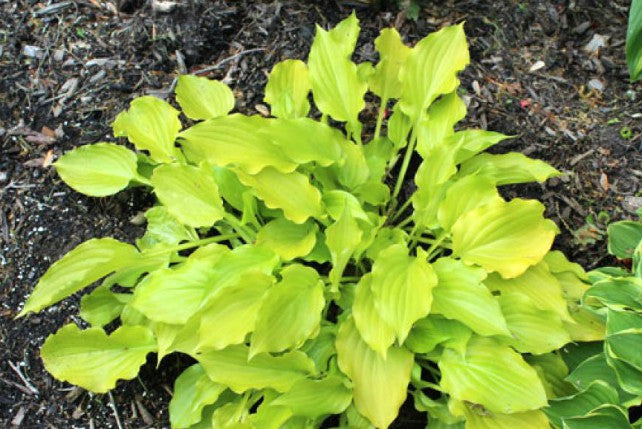 'Lemon Love Note' Hosta Courtesy of Doug Beilstein