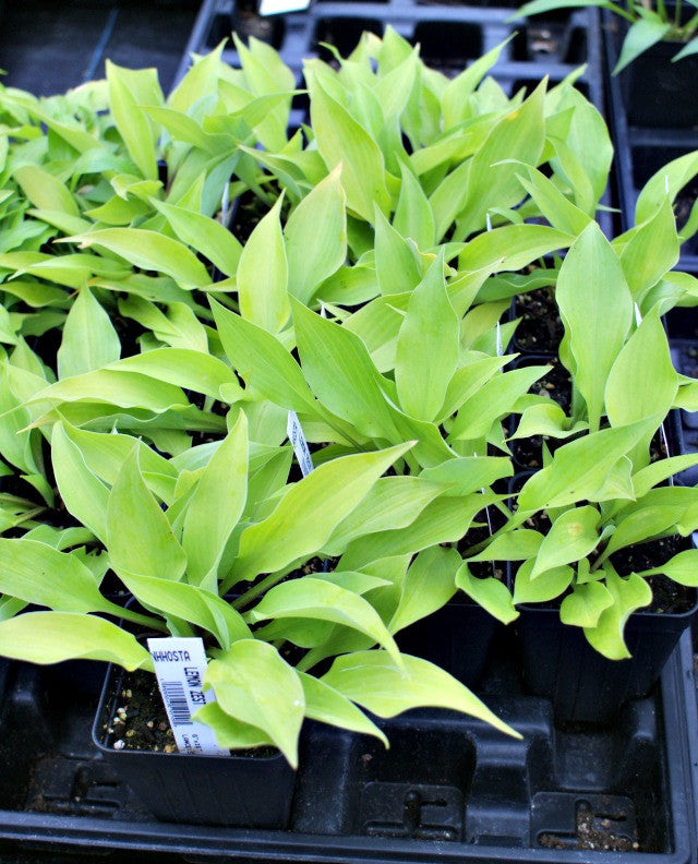 'Lemon Zest' Hosta From NH Hostas