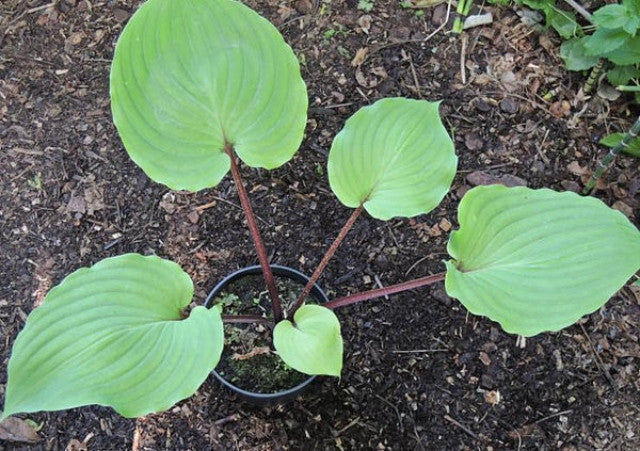 Hosta 'Leopard Legs' Courtesy of Danny Van Eechaute and the Hosta Library