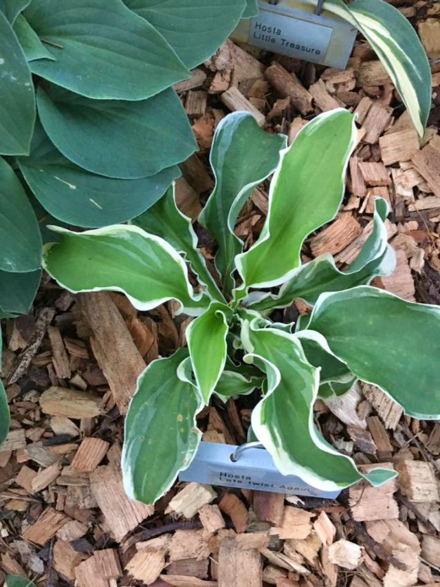 'Let's Twist Again' Hosta From NH Hostas
