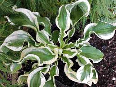 'Let's Twist Again' Hosta Courtesy of Naylor Creek