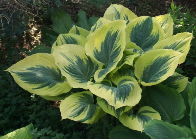 'Liberty' Hosta Courtesy of Walters Gardens