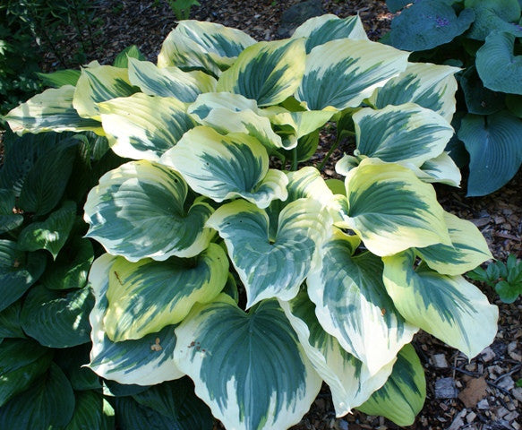 'Liberty' Hosta in Summer From NH Hostas