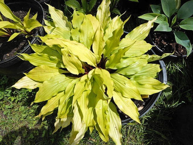 Hosta 'Light the Match' Courtesy of Doug Ruff