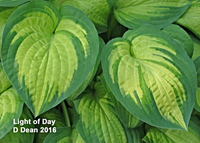 Hosta 'Light of Day' Courtesy of Don Dean