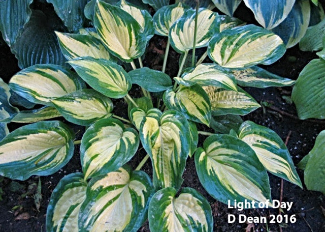 Hosta 'Light of Day' Courtesy of Don Dean