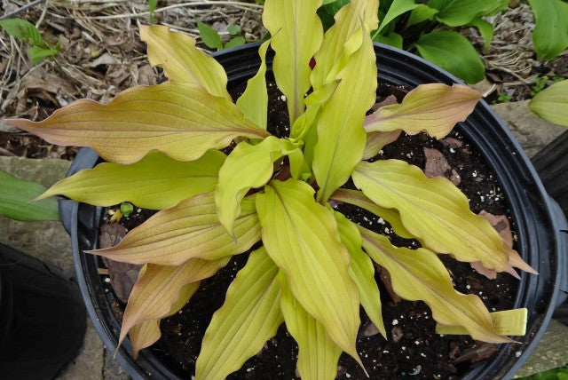 Hosta 'Light the Match' Courtesy of Doug Ruff