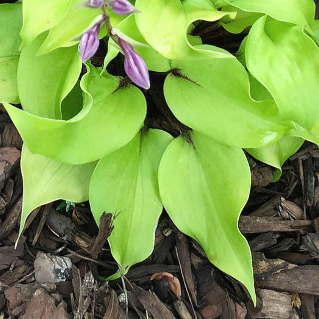 Hosta 'Li'l Smooch' Courtesy of Dan Wols and the Hosta Library